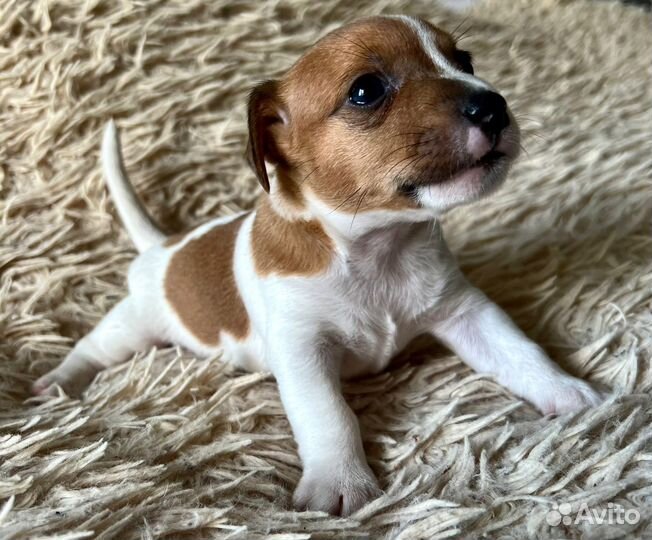 Щенки джек Рассел терьер мальчик