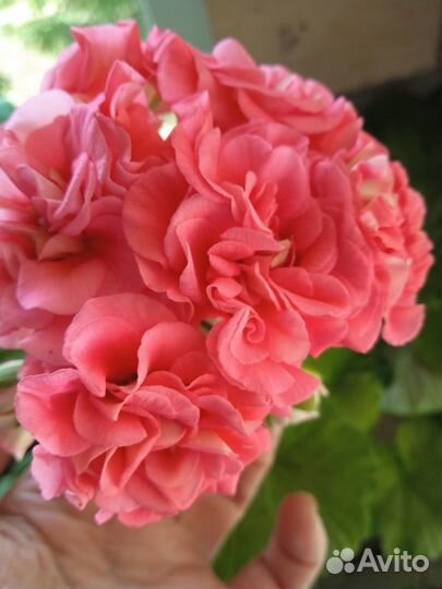 Пеларгония герань