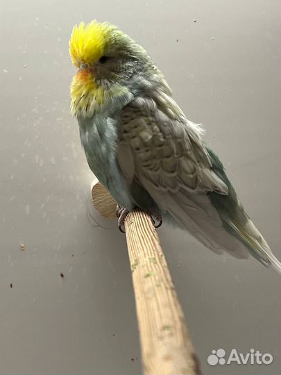 Выставочный волнистый попугай