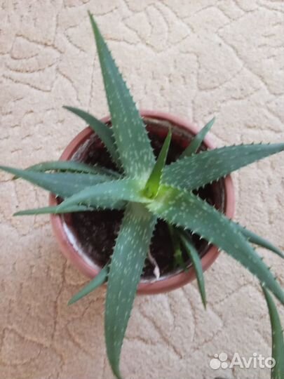 Продаю алоэ