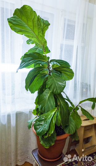 Фикус лировидный /лирата для дома или офиса