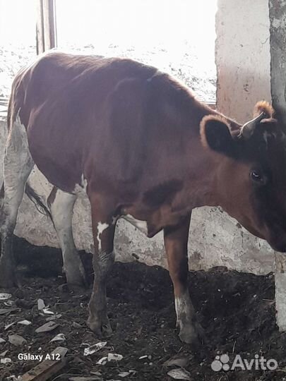 Коровы и телки стельные