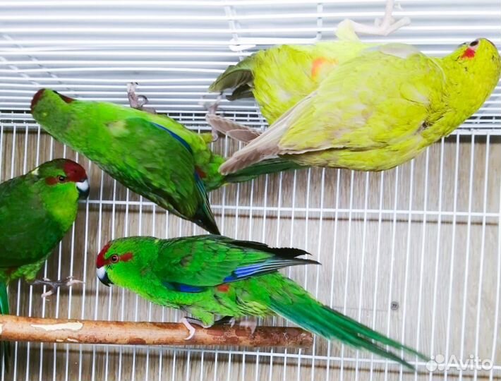 Попугай какарик птенцы от 2,5 мес и взрослые