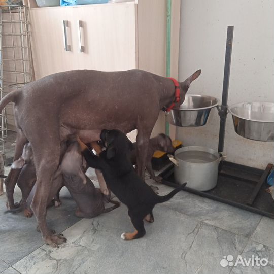 Ксолоитцкуинтли мальчик