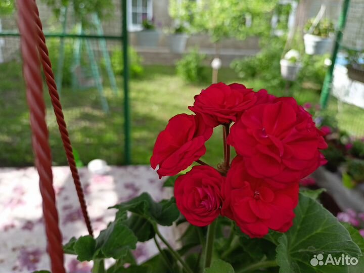 Пеларгония герань сортовая, черенок укоренный