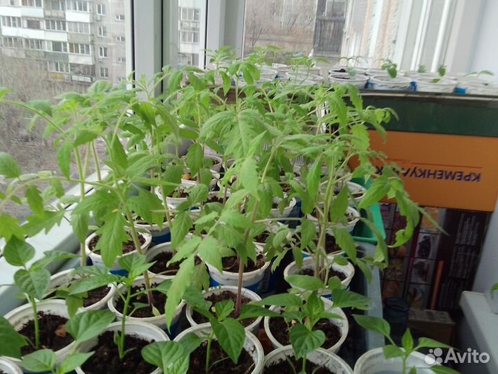 Каланхоэ