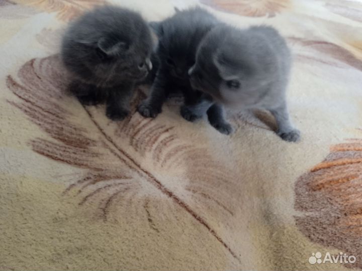 Отдам котят в добрые руки