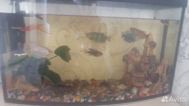 Аквариум с рыбками