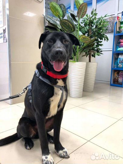 Жизнерадостный пёс из приюта ищет семью