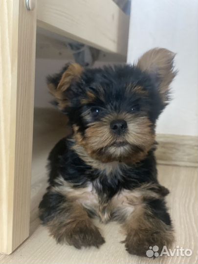 Йоркширский терьер