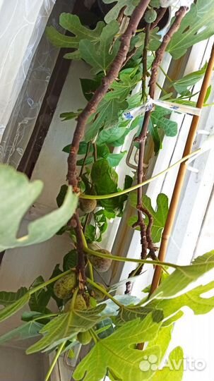 Саженец плодоносящего комнатного инжира в горшке