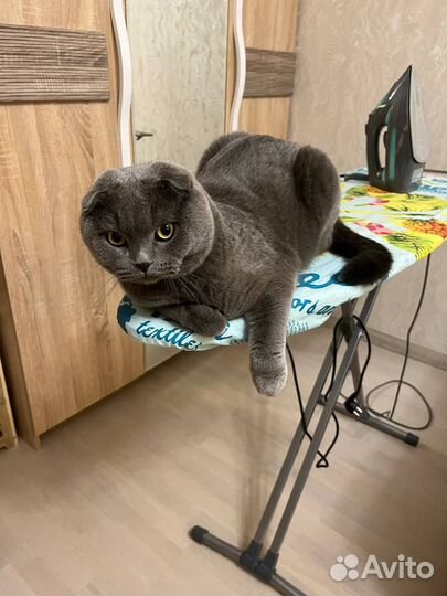 Шотландец вислоухий