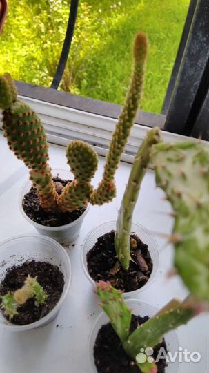 Кактусница черепашка