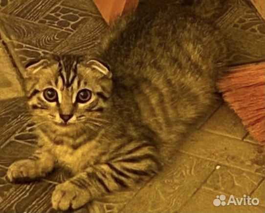 Отдаем котят в добрые руки