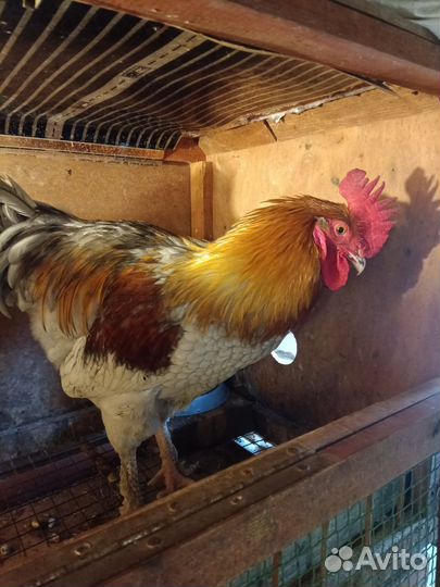 Молодые петухи