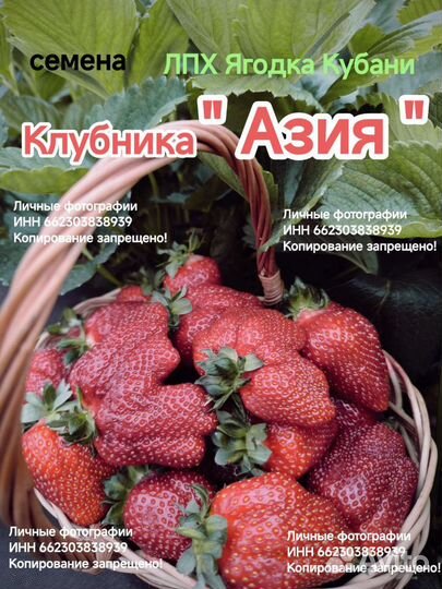 Саженцы клубники Мурано, Купчиха, Кабрилло