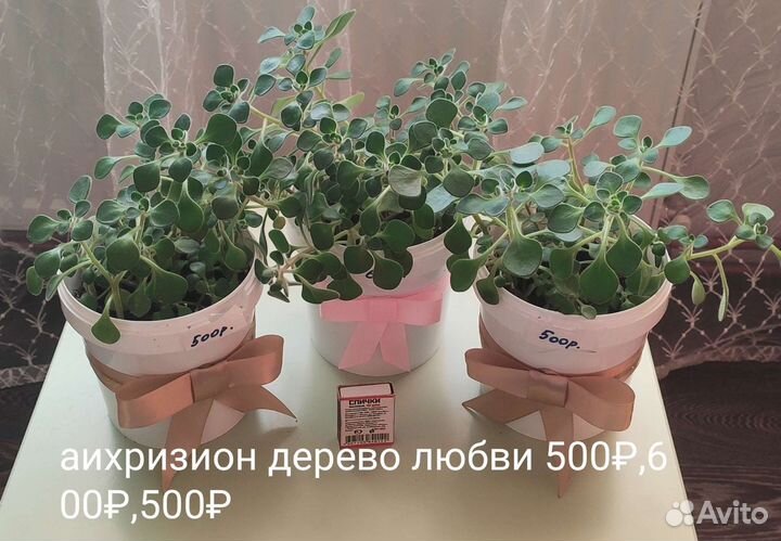 Суккуленты аихризон, аихризион вариагатный