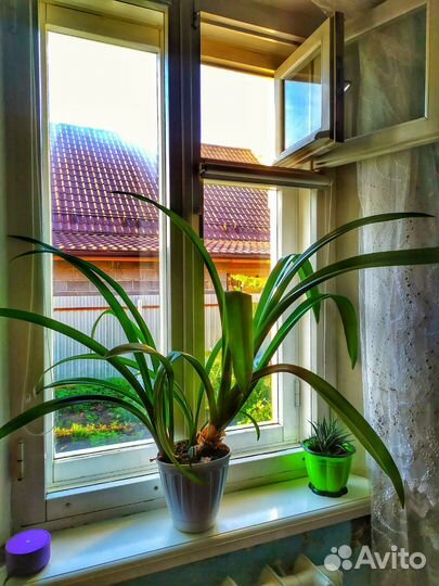 Гиппеаструм