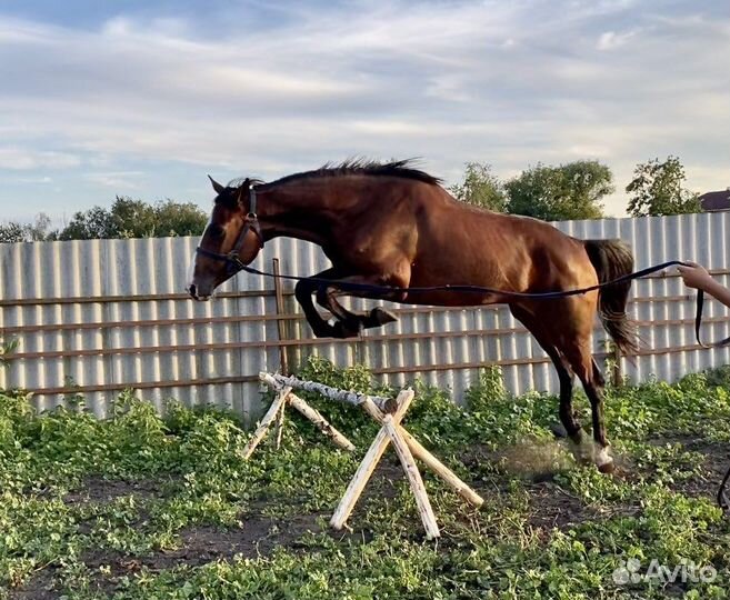 Кобыла 3 года