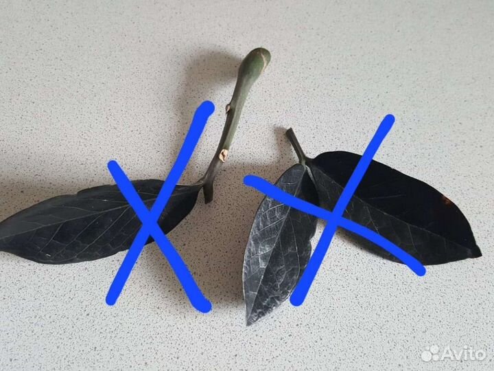 Черенки Замиокулькас черный Равен