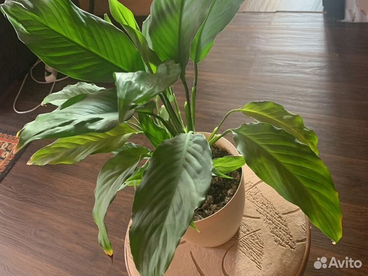 Спацифиллум