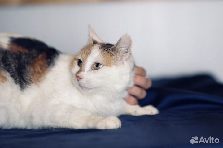 Трехцветная кошечка в дар