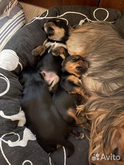 Бивер йорк вязка