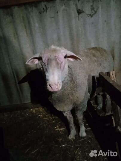 Баран тексель