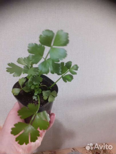 Крупная рассада сельдерея