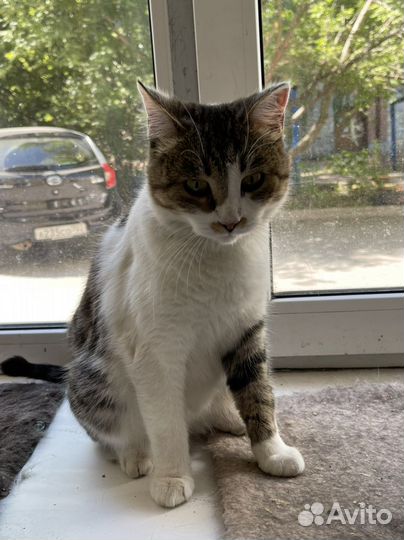 Кошка стерилизованая в добрые руки