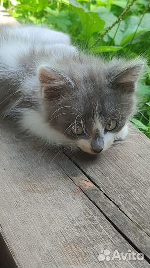 Помогите найти дом двум мальчикам