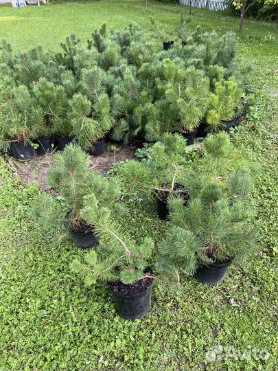 Сосна горная