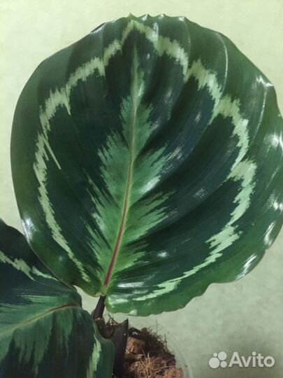 Калатея медальон