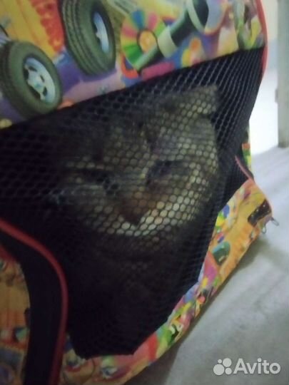 Кот, осмотренный приучен к лотку. Котик ищет дом