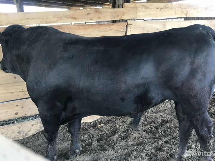 Бык производитель