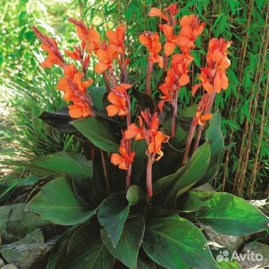 Клубни канны