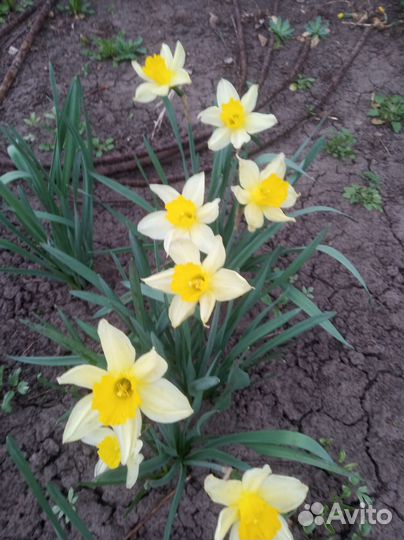 Цветы для сада и дома