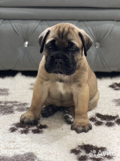 Бульмастиф