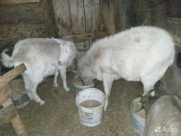 Козы