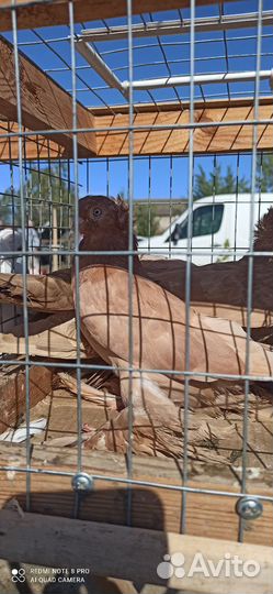 Голуби узбеки