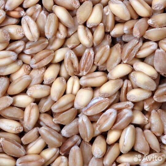 Зерно пшеница ячмень в мешках