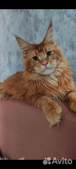Котята мейн куны