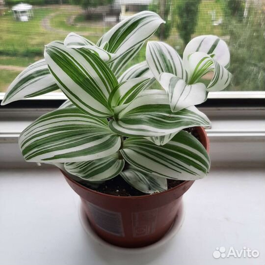 Традесканция