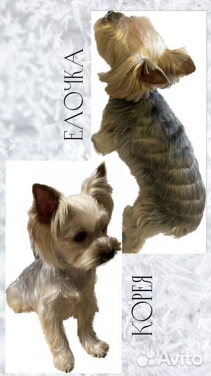 Стрижка собак и кошек.окрашивание.экспресс линька