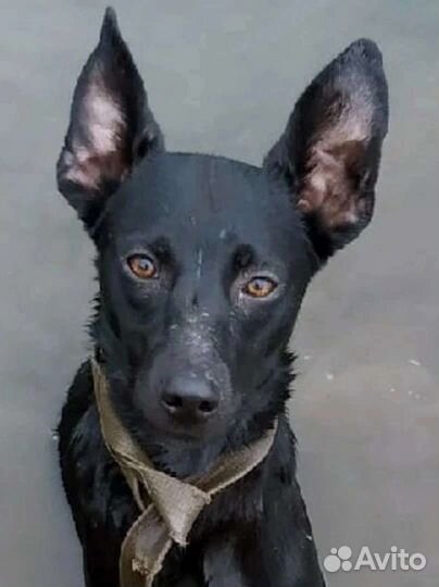 Собака в добрые руки