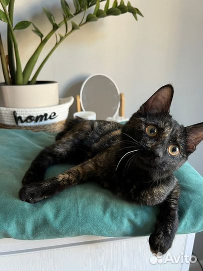 Отдам котенка