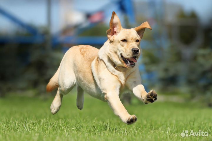 Индивидуальная домашняя передержка для собак