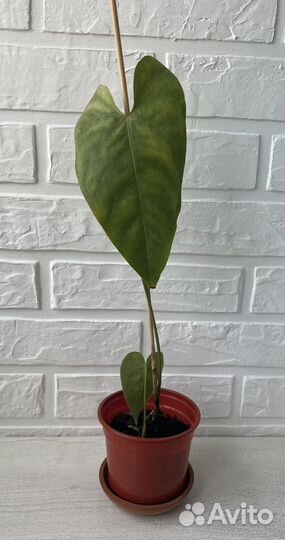 Антуриум красный большой (мужское счастье)