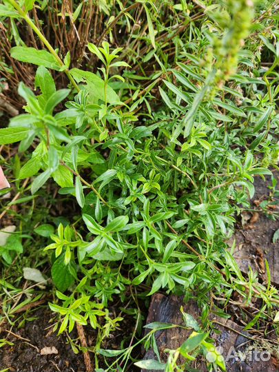 Мята водная, лаванда, тимьян, спаржа, душица