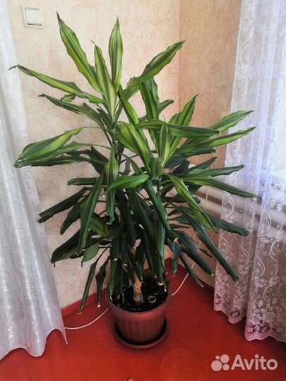 Пальма юкка